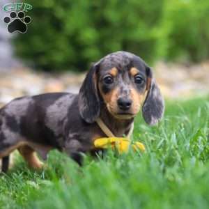 Blake, Dachshund Puppy